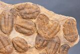 Plate Of Large Asaphid Trilobites - Spectacular Display #133243-3